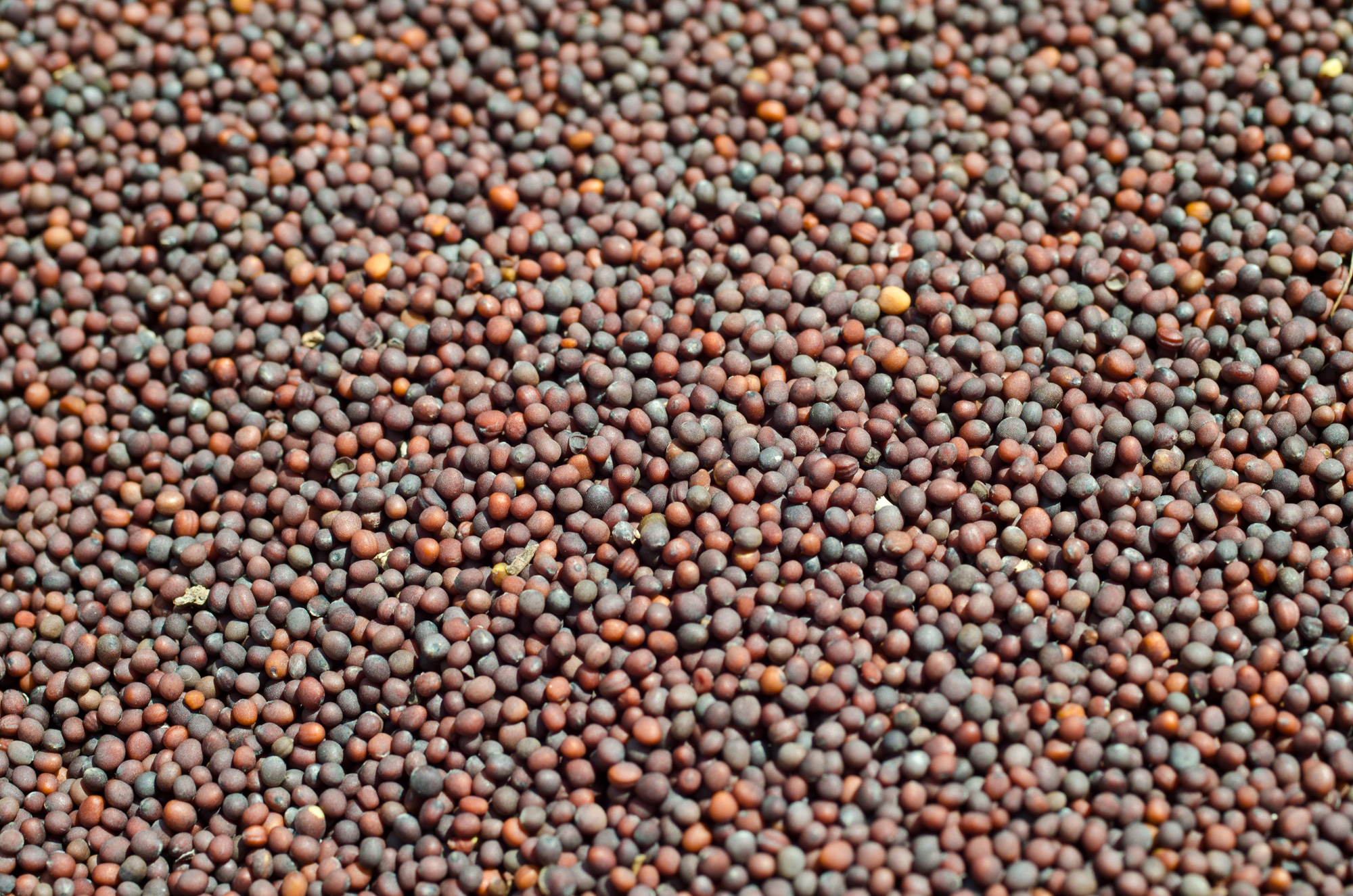 What Can I Do With Black Mustard Seeds